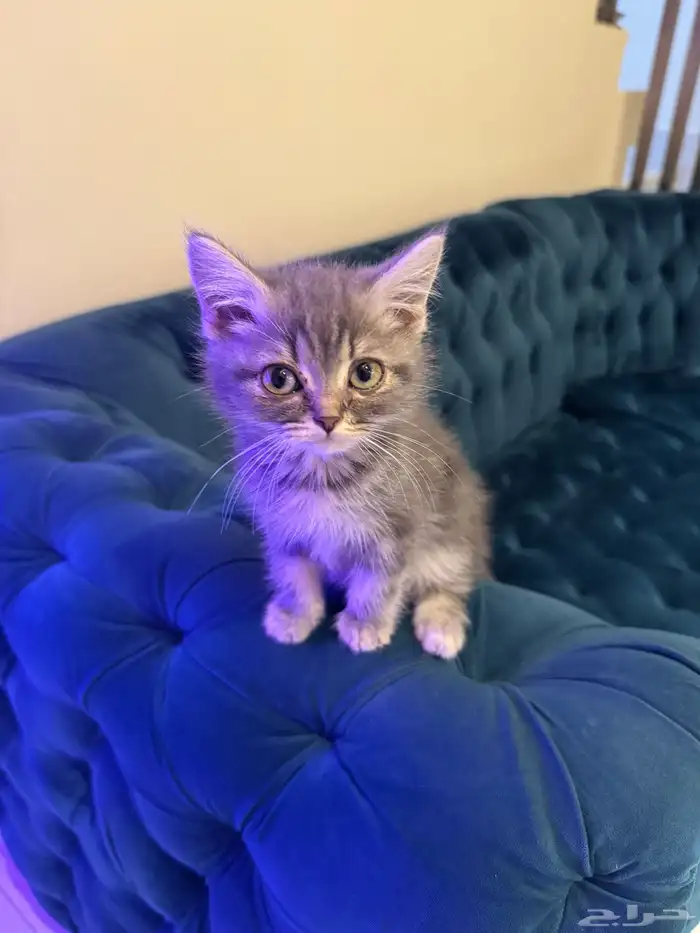 سكوتش ستريت ذكر 0