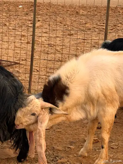 تيس فحل كفوا index