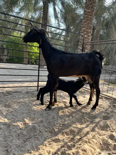 ماعز بيشي index