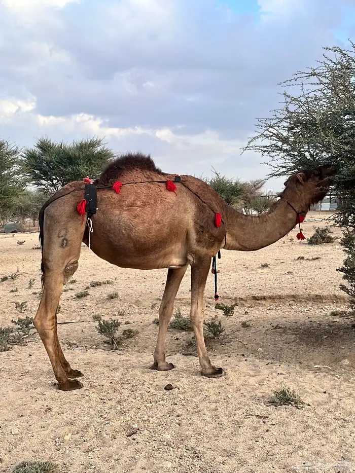 ناقة حمراء ساحليه لقحه 4