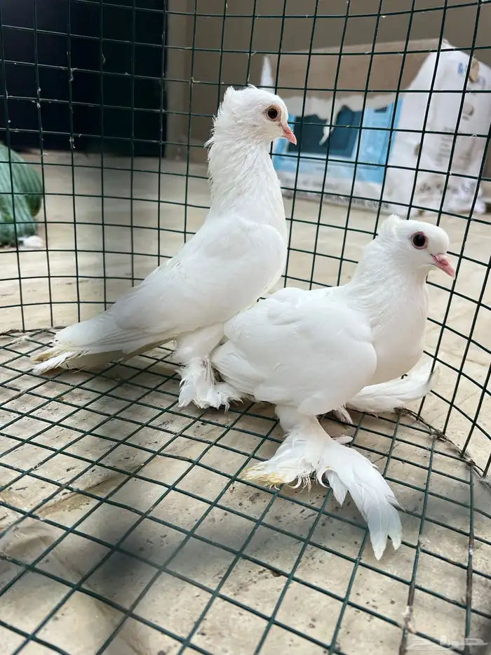 حمام صنعاني 5 ازواج 5