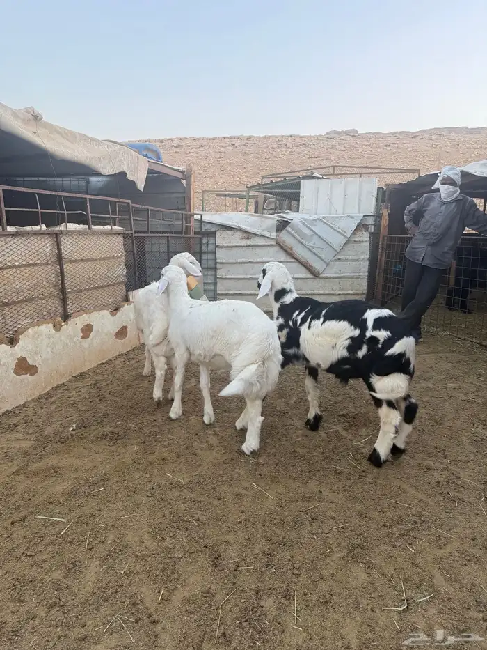 خرفان للبيع 0