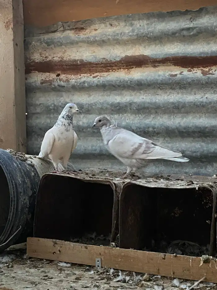 حمام فرنسي  سلفر  بكستاني 0