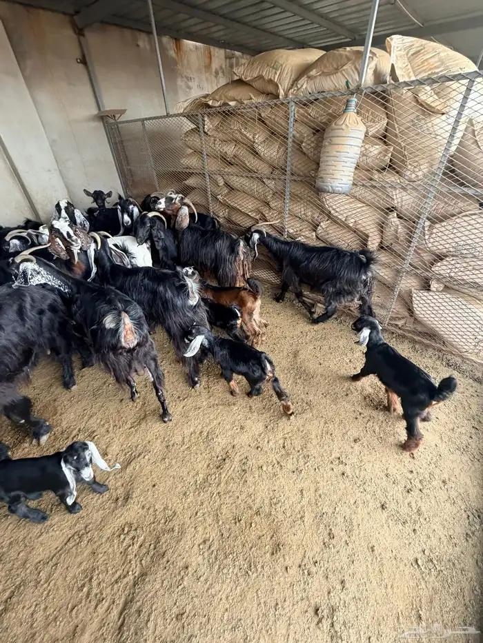 معزا عارضيات 8