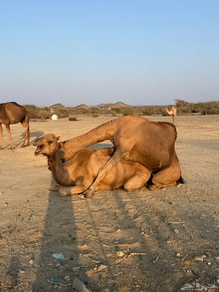 بعير حمر مشروط ضراب وعشار 11