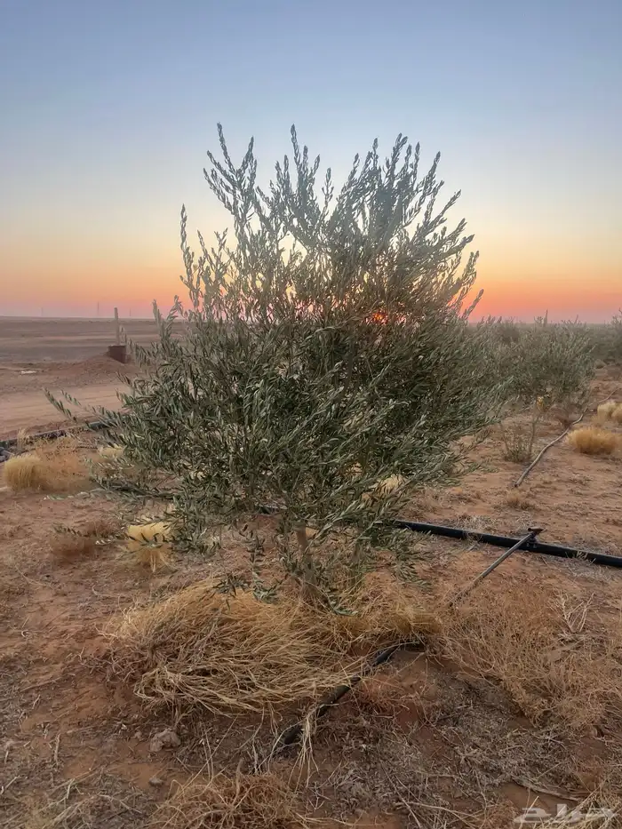 اشجار زيتون مثمرة وشتلات صغيرة 1