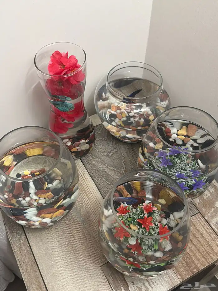 سمك زينة للبيع 0