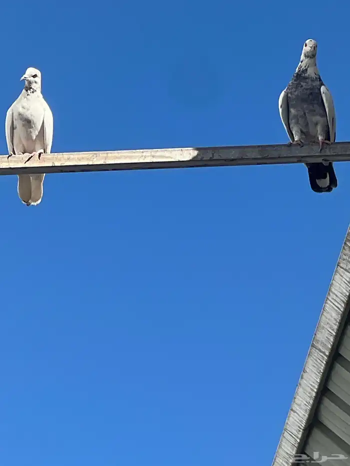 حمام للبيع فيه جمله وت فريدي الجملة 250 العدد 22 حمامه منتج 6