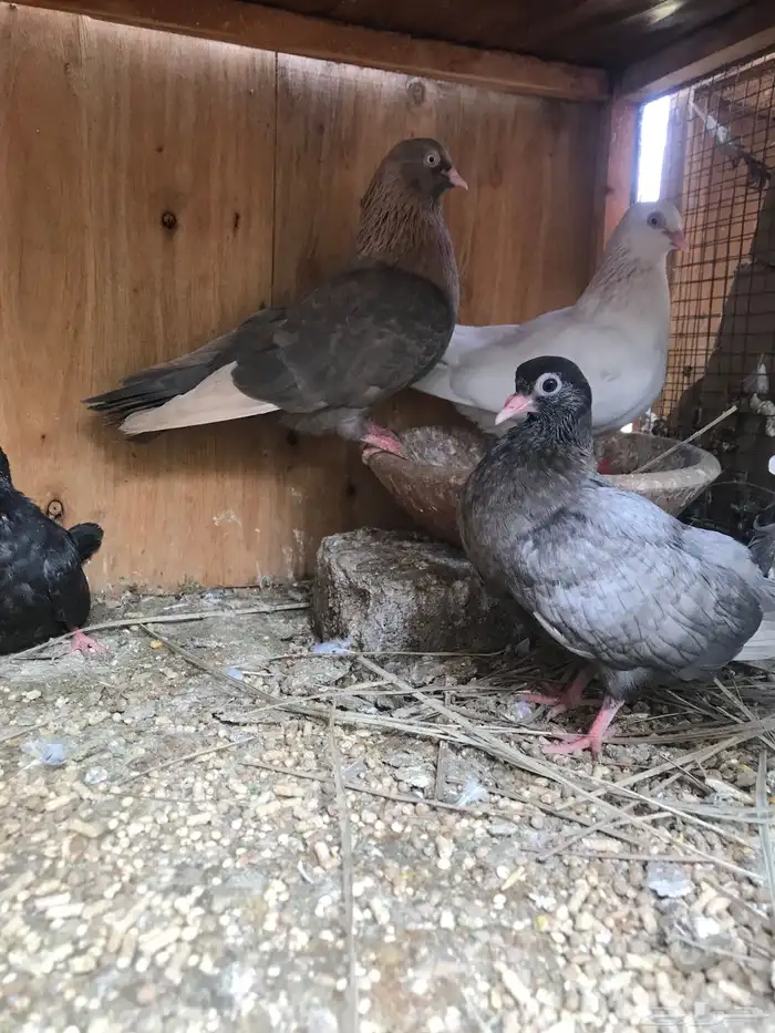 قلاب كوره الوان حلوه 26