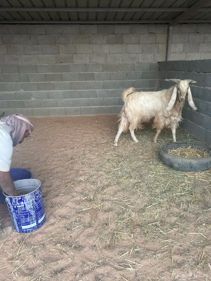 تيس فحل حار رباع مشروط على مل شي صحه وقريع وخراره 2