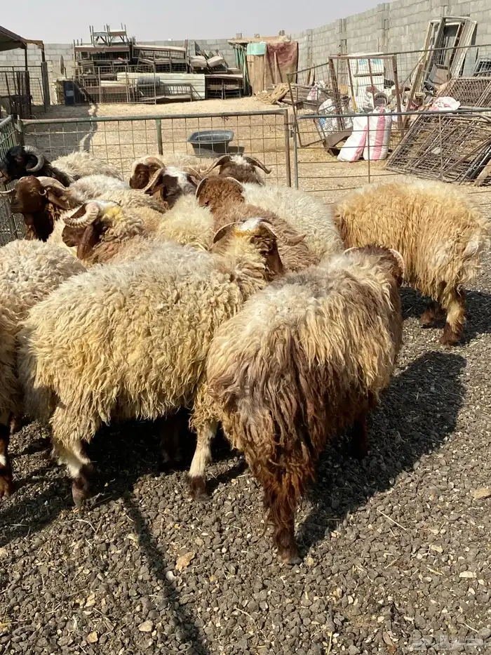 طليان نعيمي جبر ناهي 31