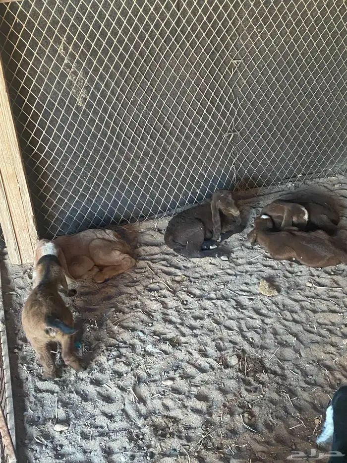 للبيع معزاء ولد العدد 10 3