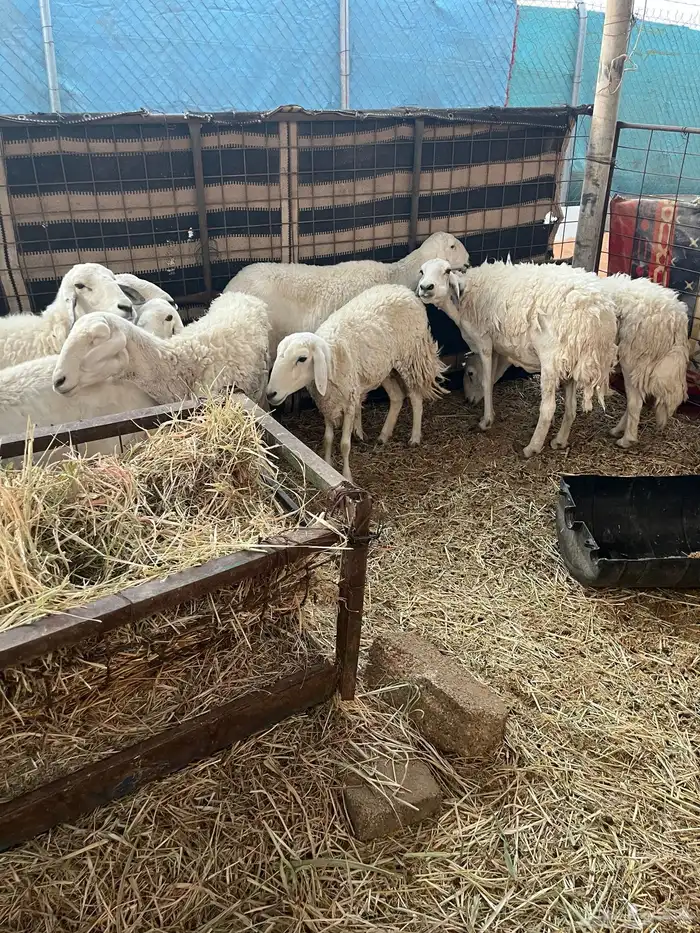 للبيع شياه 1