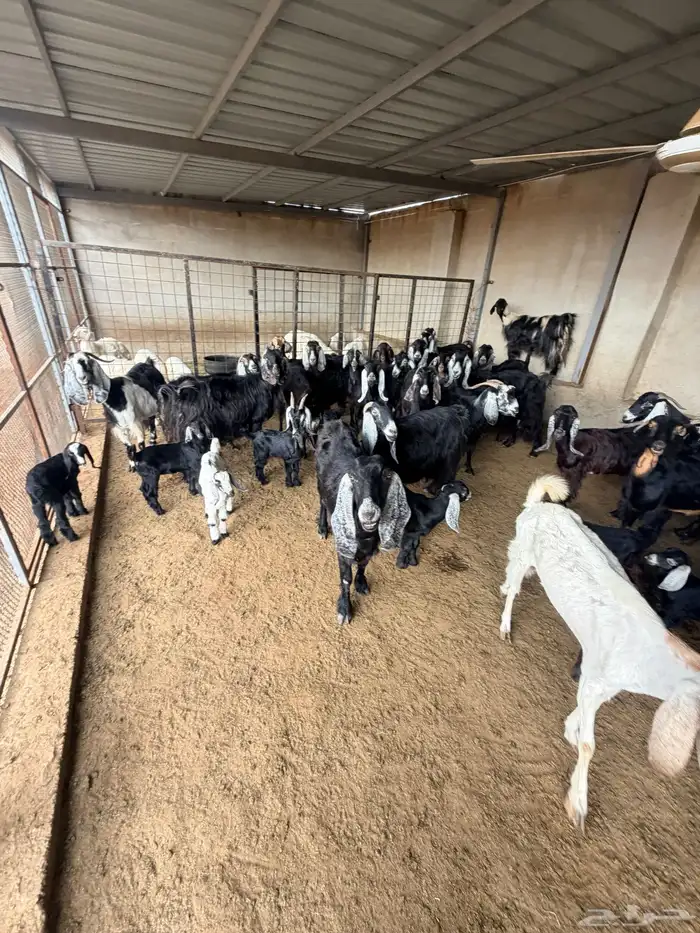 معزا عارضيات 9