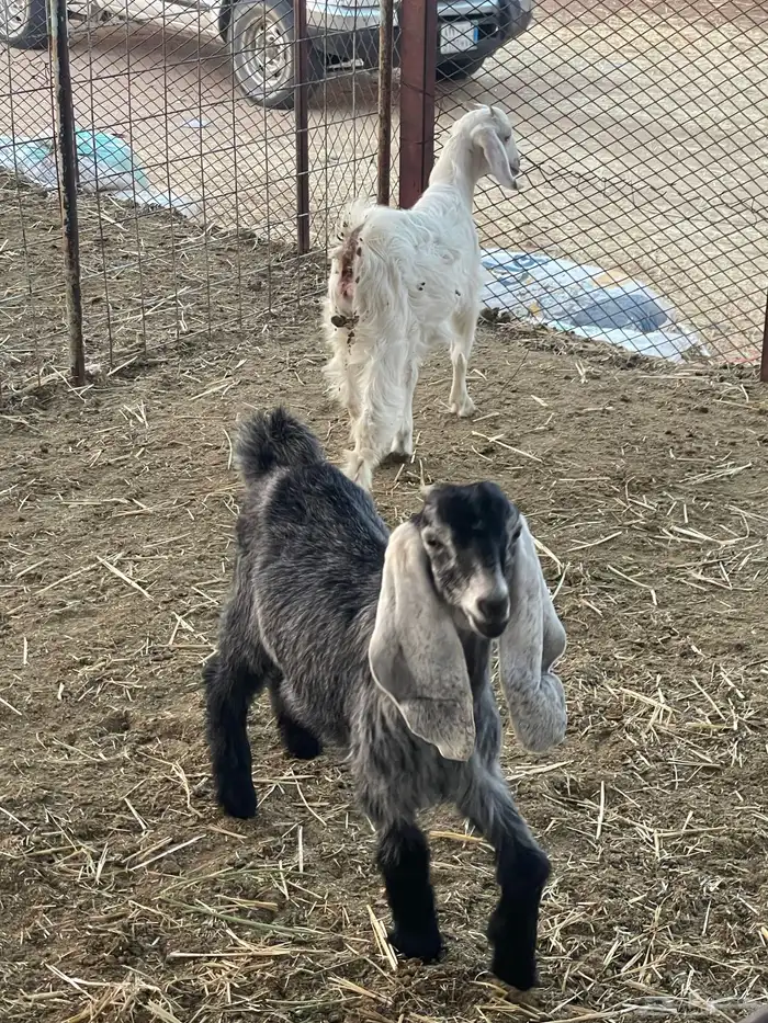 تيوس وجفرات 29