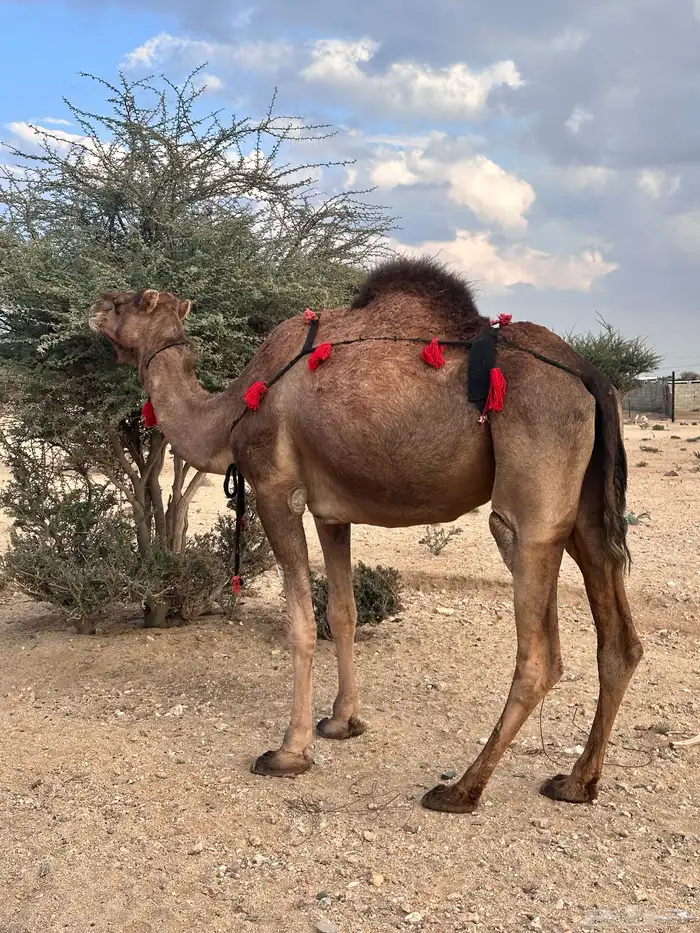 ناقة حمراء ساحليه لقحه 7