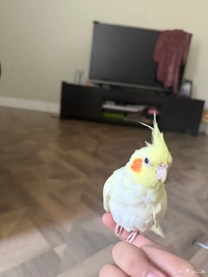 أنثى كروان لاتينيو 2