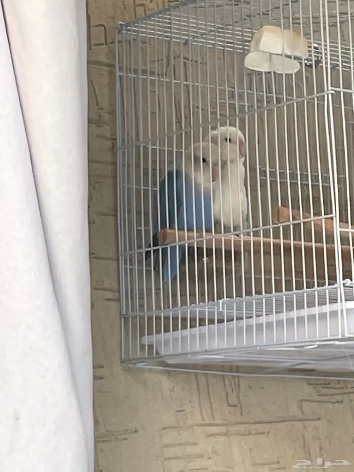 عصافير روز زواج 2