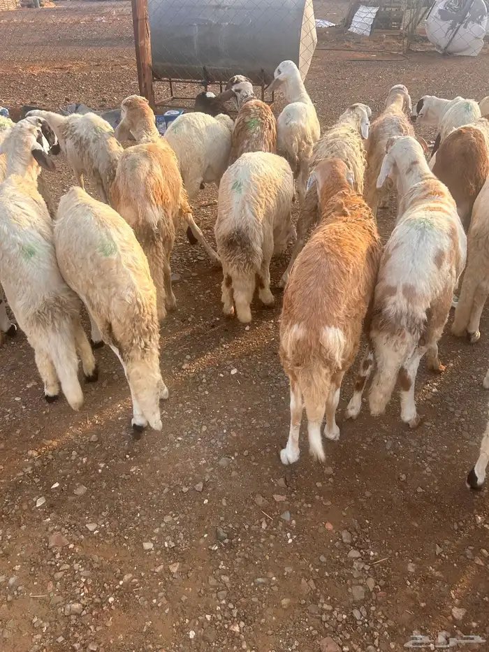 طليان سواكن 4