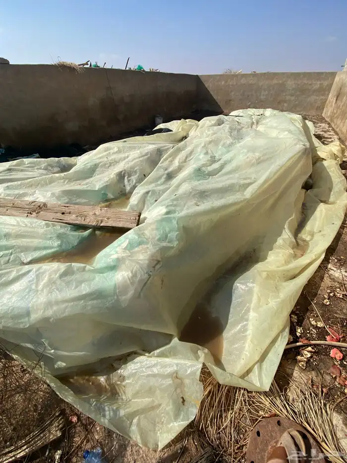 اعلاف مواشي تمر مكيس 0