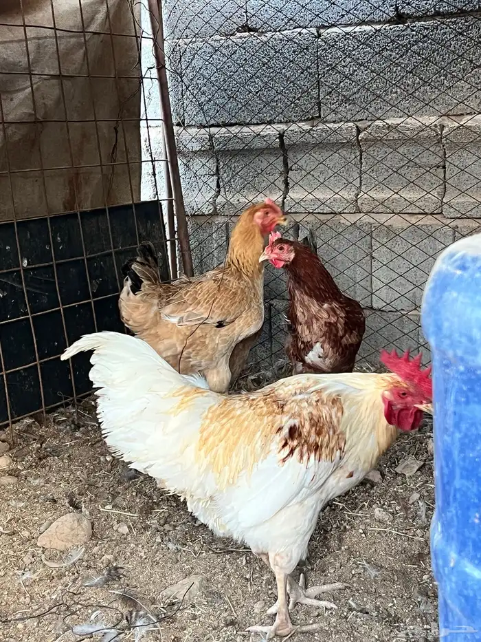 للبيع دجاج ديك تركي طيبه 0