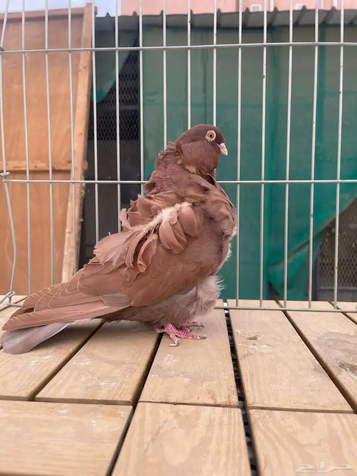 كشكش كشكي 10