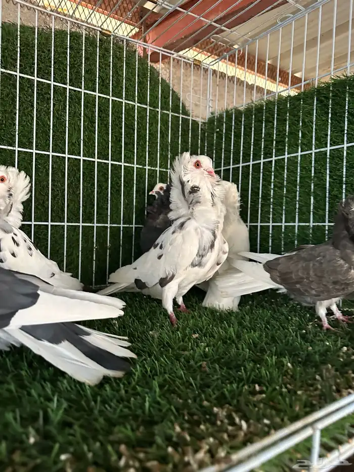 حمام بلجيكي 8