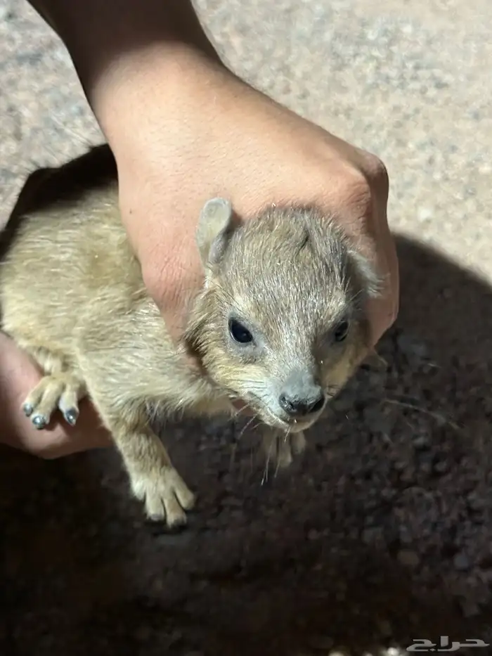 و ب ر ا ن للبيع 9