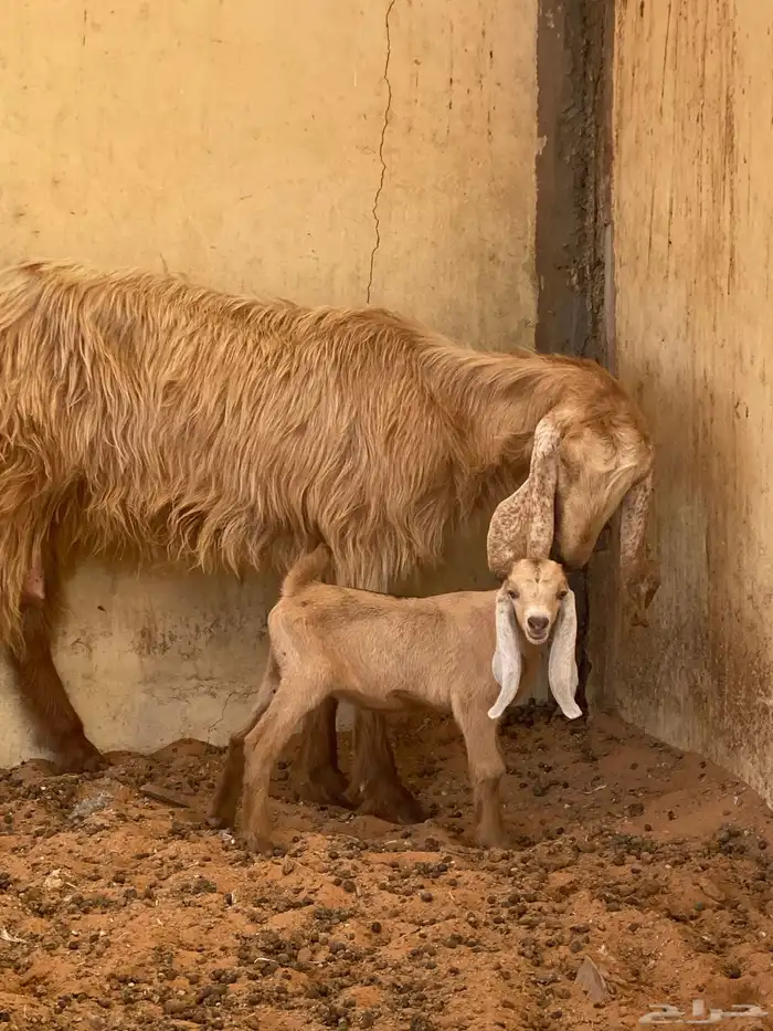 تم اليع تم البيع خارج الموقع 2