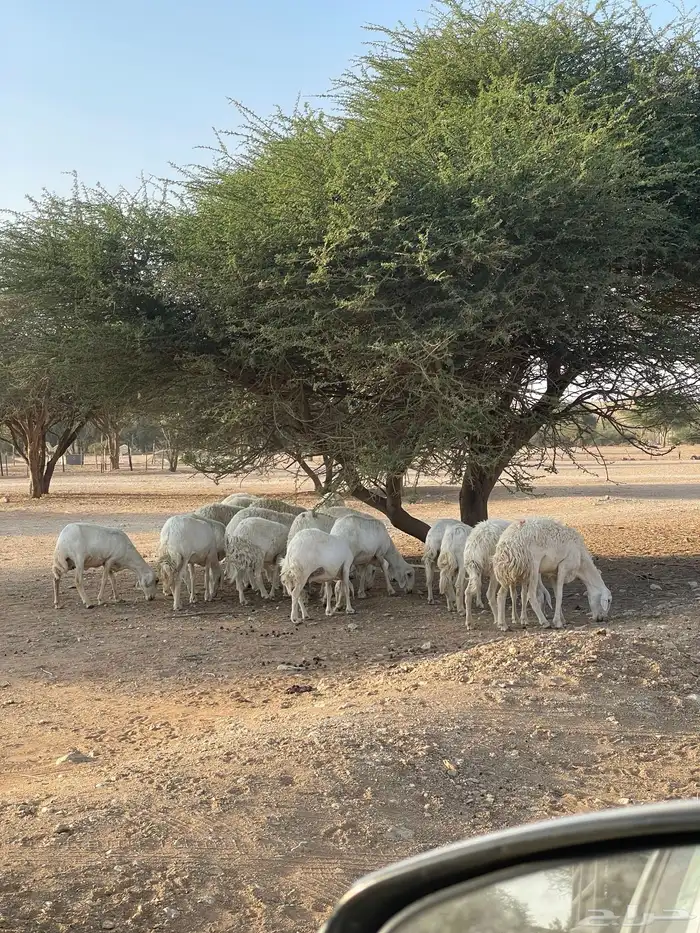 غنم حريات 20 راس دفيع شرط سونار 1