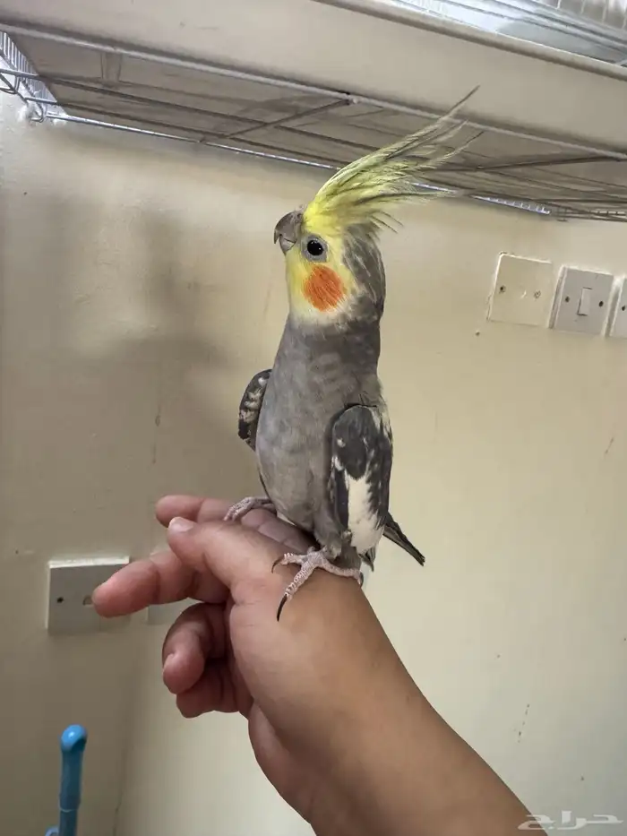 طير كروان ذكر العمر سنه ونص 0