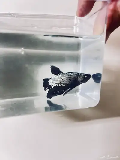 للبيع سمك فايتر index