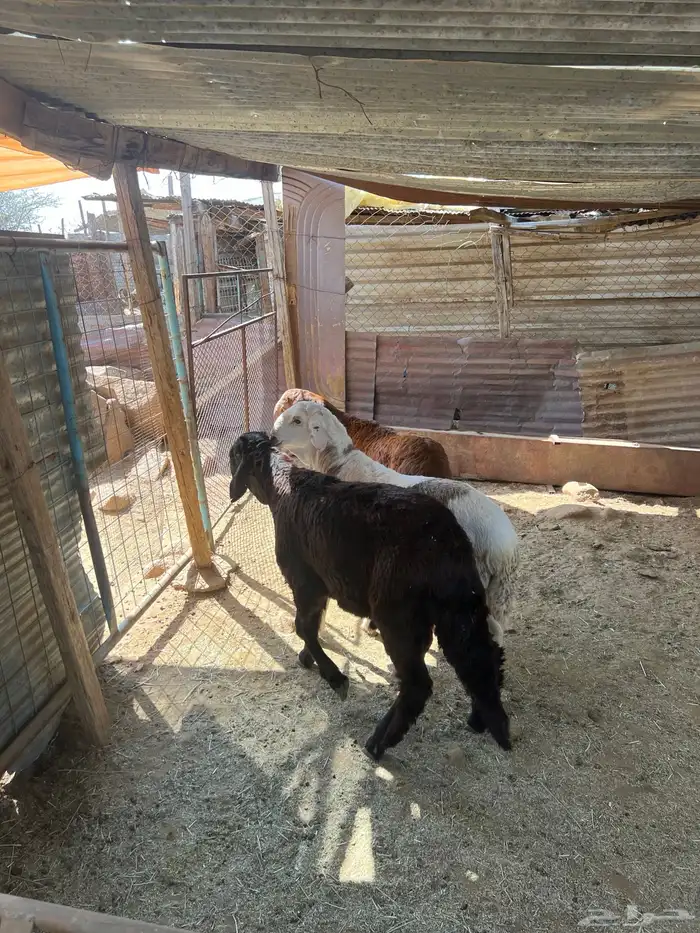 سواكن جبره 6