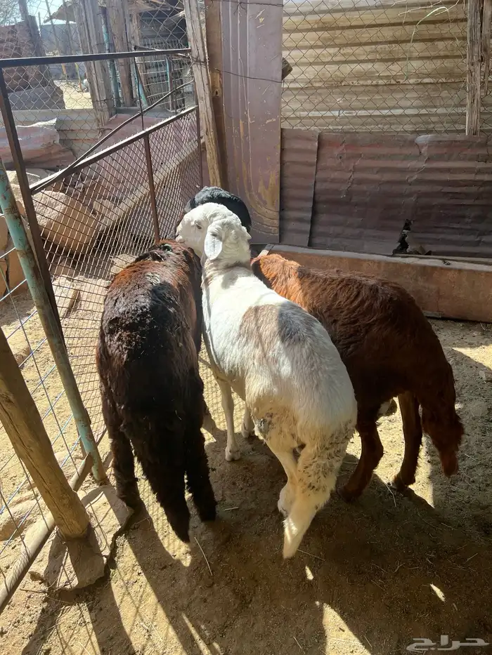 سواكن جبره 1