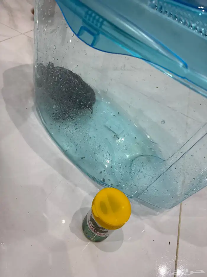 سلحفاة بحجم كف اليد 1