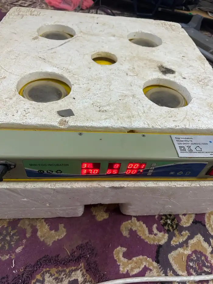 فقاسة دجاج للبيع 3