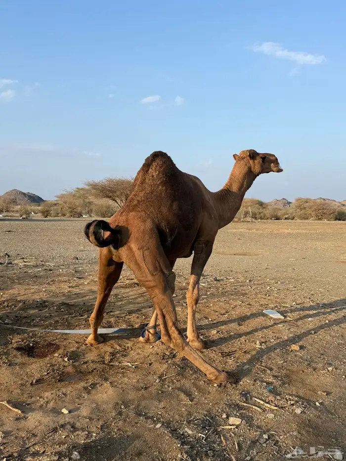 بعير حمر مشروط ضراب وعشار 8