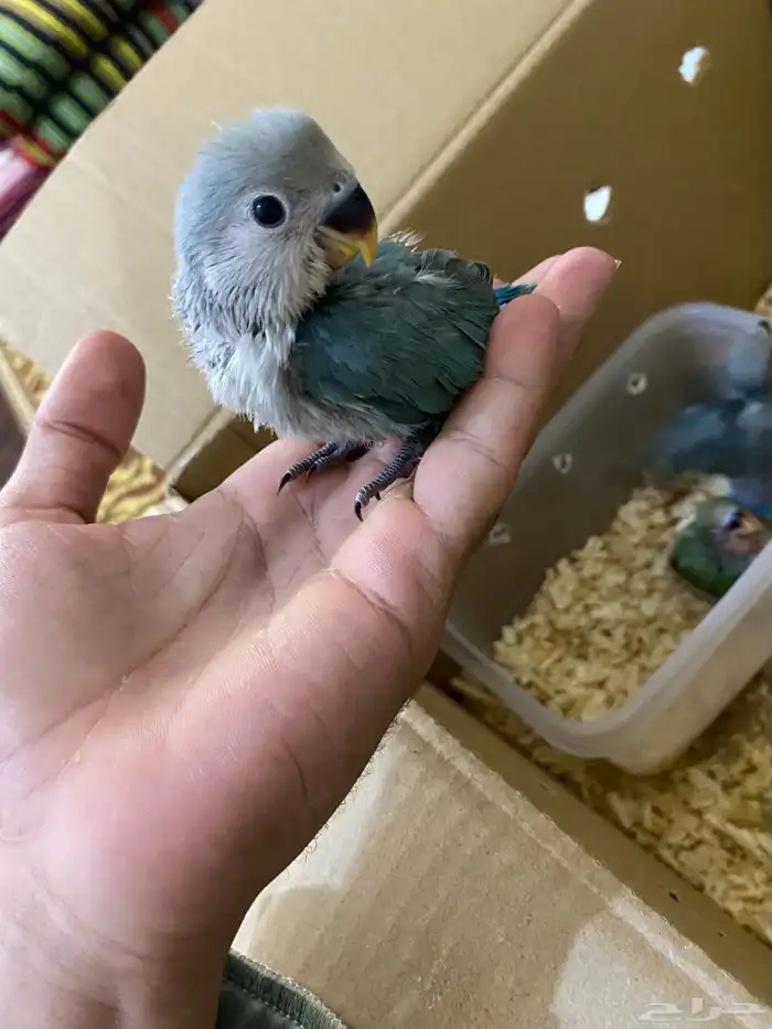 فروخ روز للبيع 2