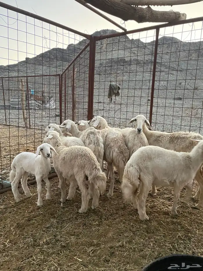 ضان ولد حبص 0