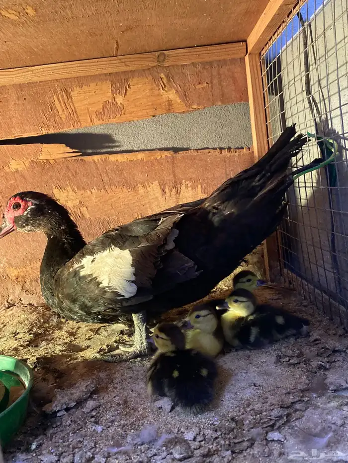 بطه مصريه بفروخها 0