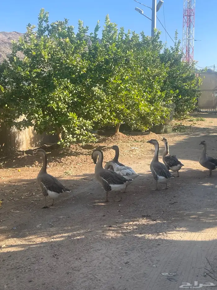 وز عراقي وبلدي 1