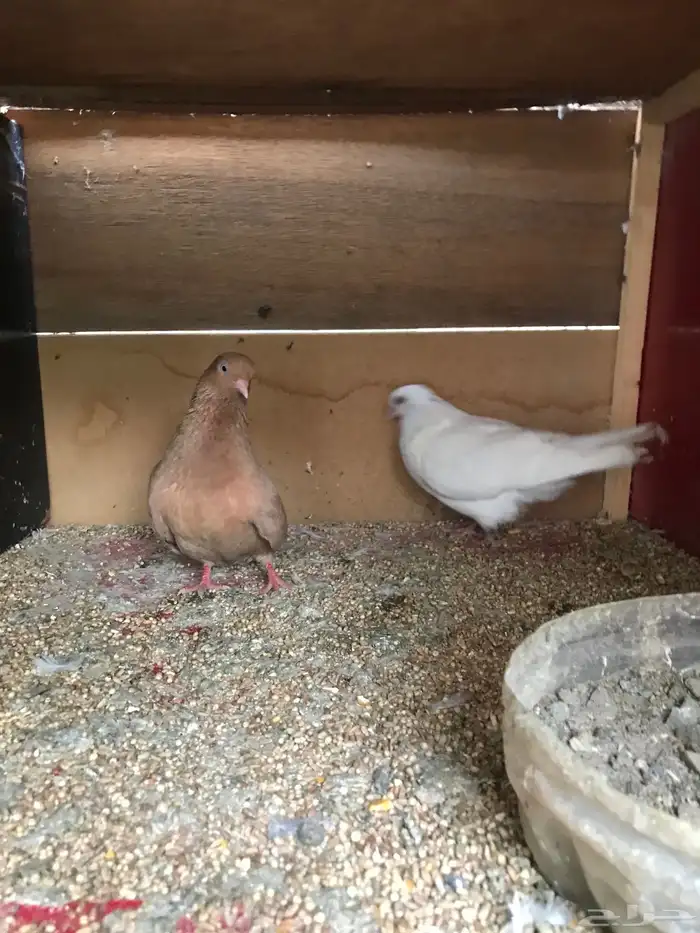 قلاب كوره الوان حلوه 29