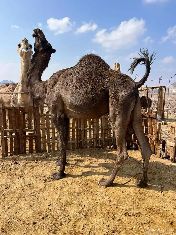 ناقتين ملاقيات من 6800 تم البيع 5