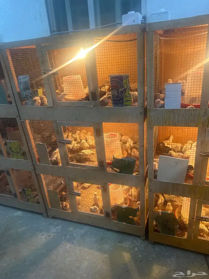 للبيع صيصان ودجاج وبيض بلدي 1