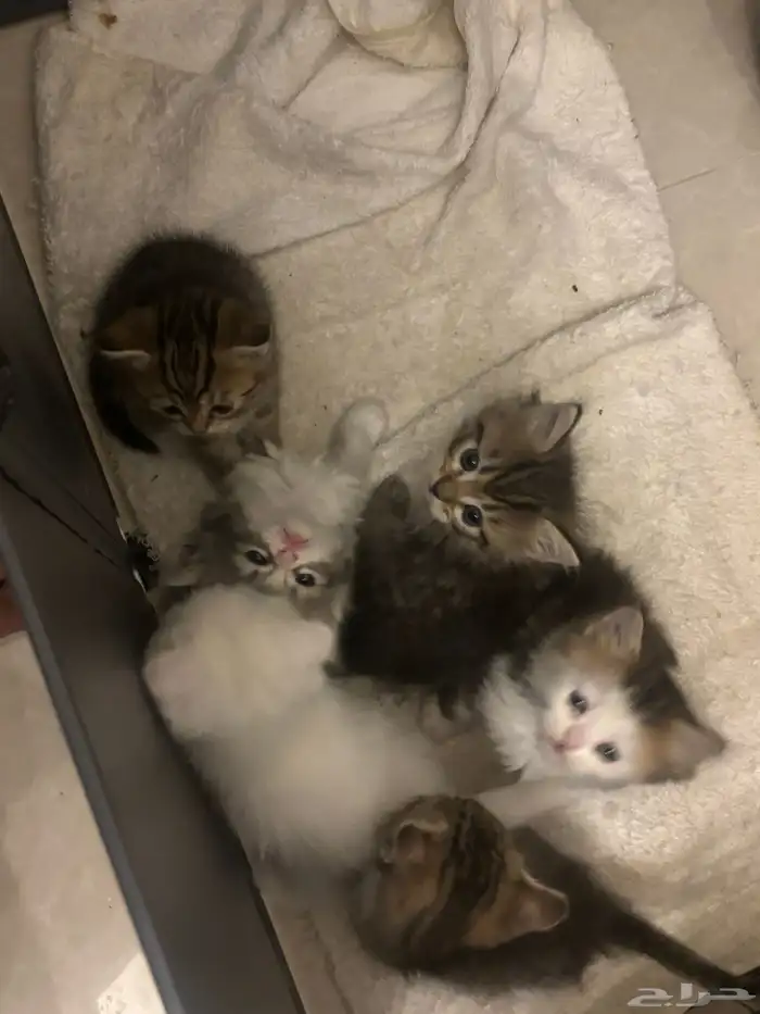 صغار قطط سكوتش 12