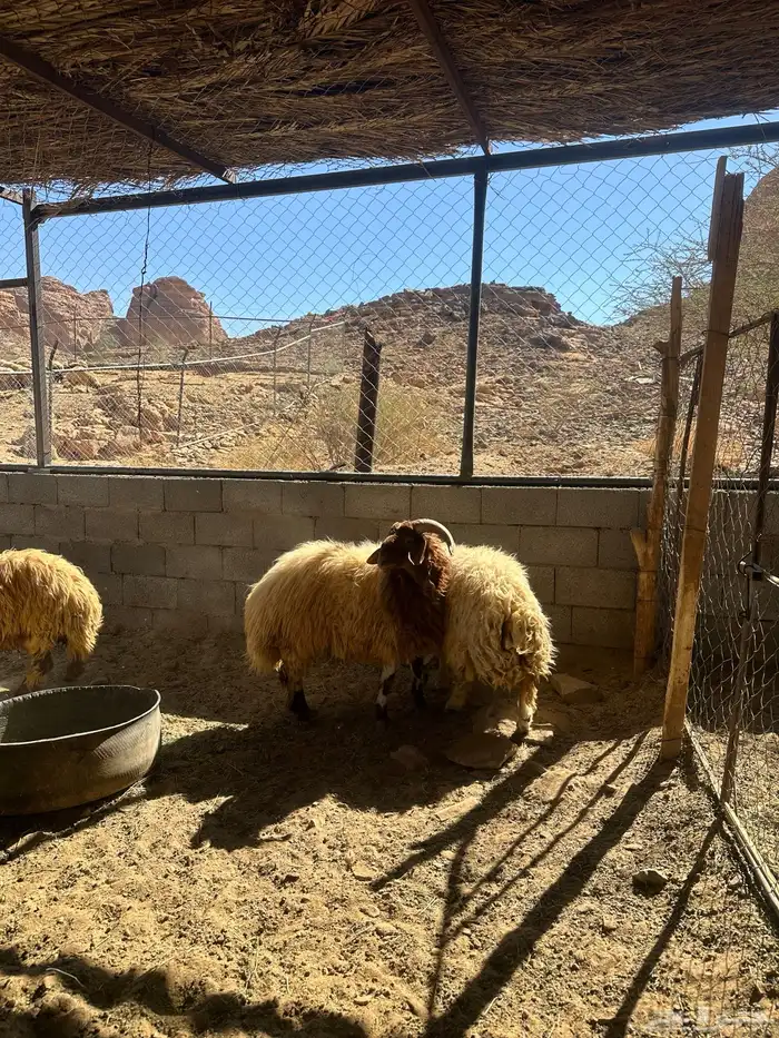 خرفان نعيم طيبه 3