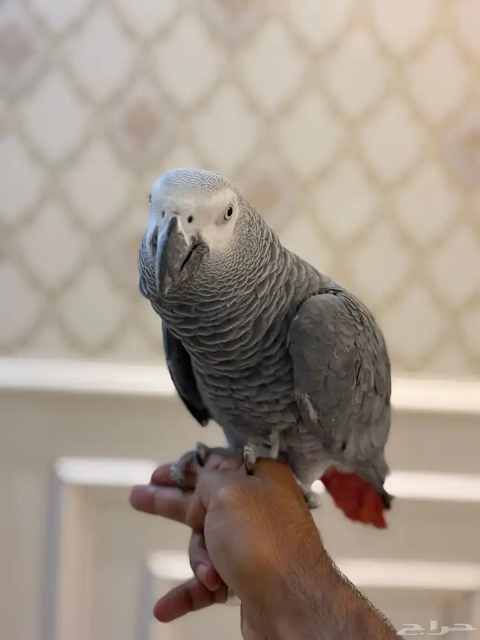 كاسكو اليف متكلم 10