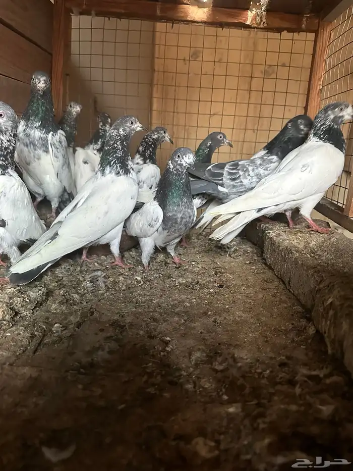 حمام باكستاني 2