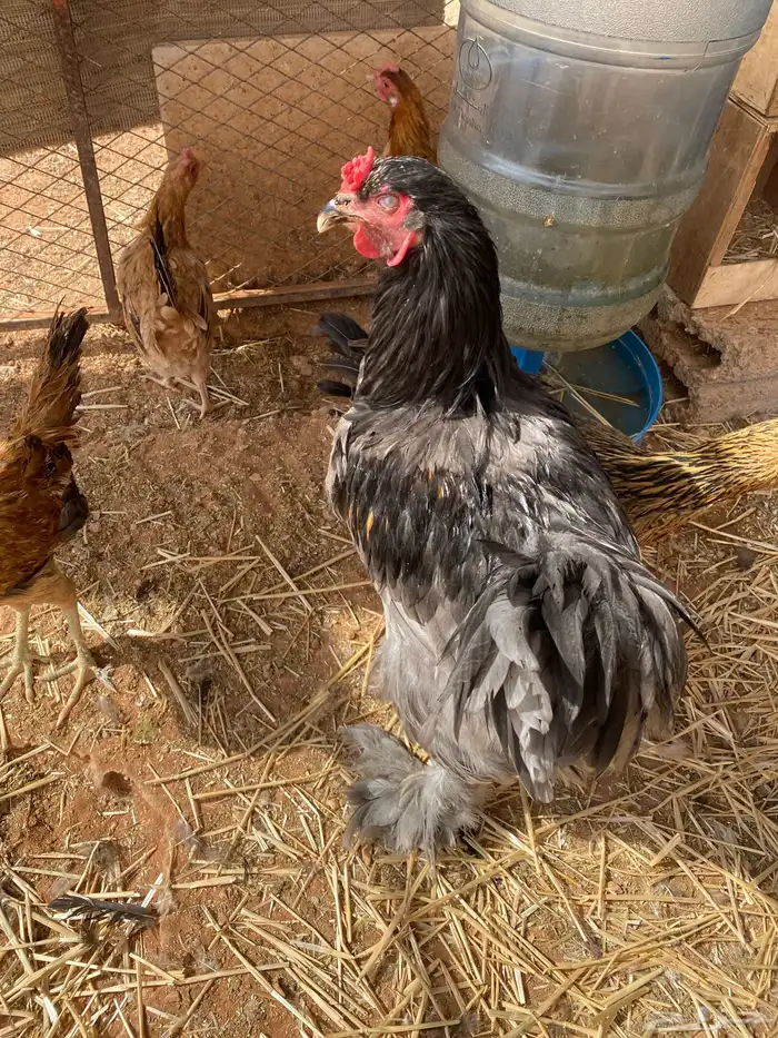 دجاج ودياك براهما 0