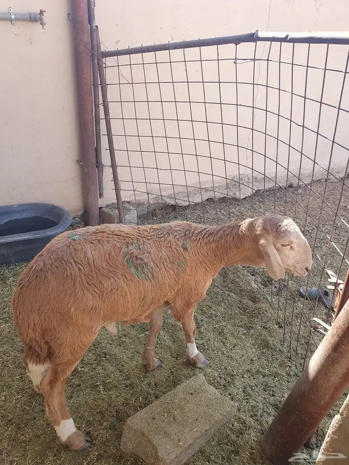 للبيع سواكن وتيوس وبرابر شرط مرابي 2